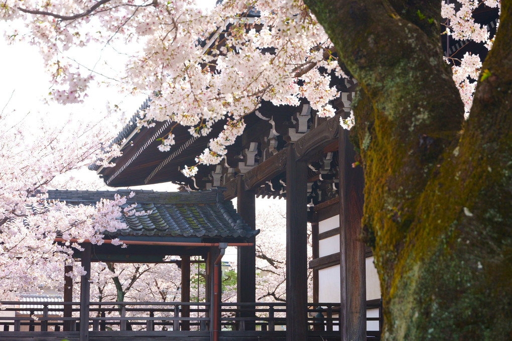 桜満る妙顕寺