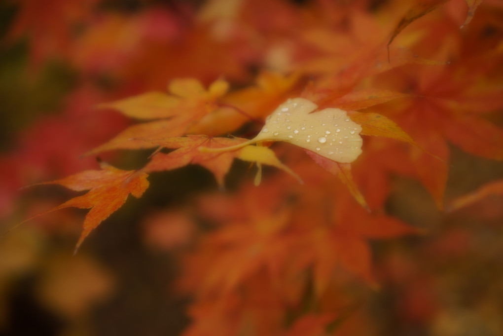 秋colore．６fine