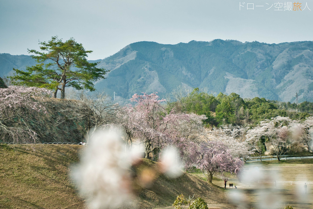 桜と松と童仙房