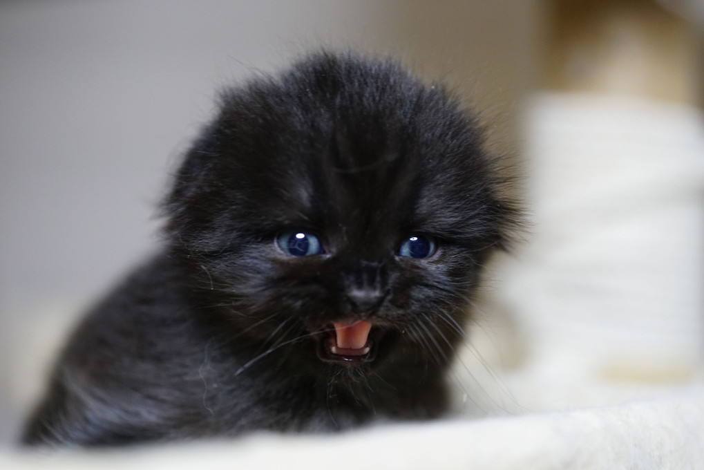 漆黒の猫