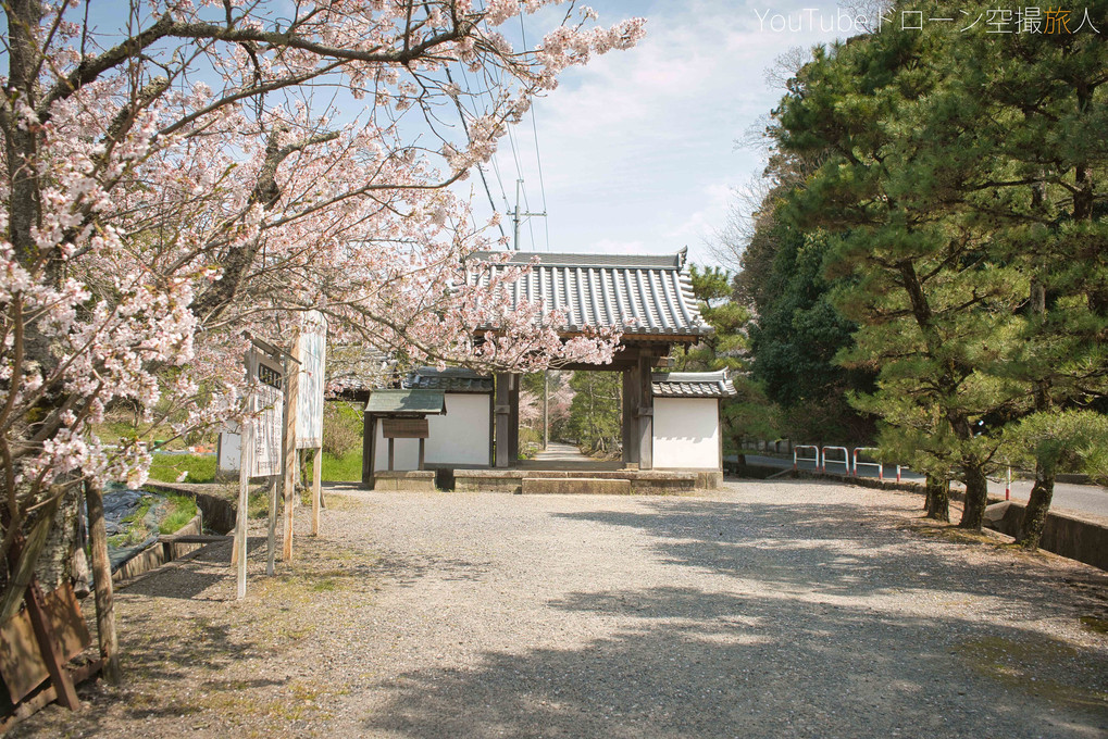 長弓寺の門の桜付近