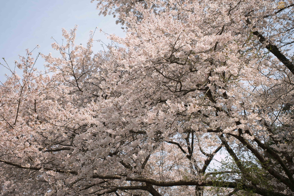 長弓寺の門の桜付近