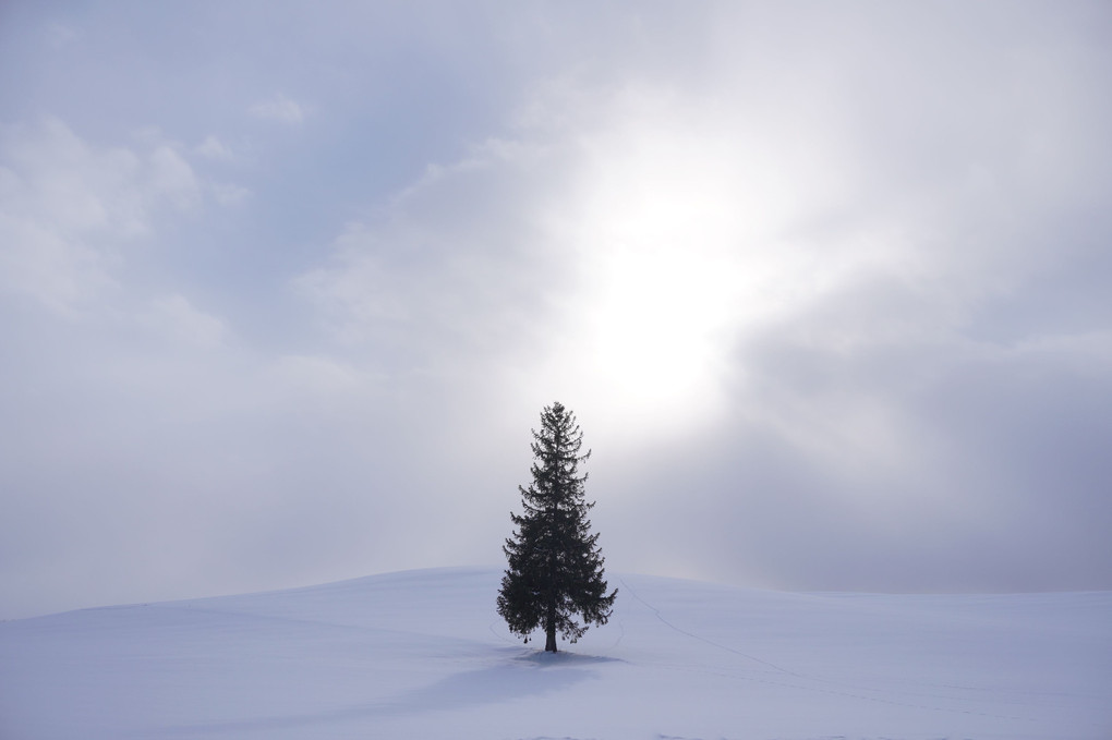 冬の木