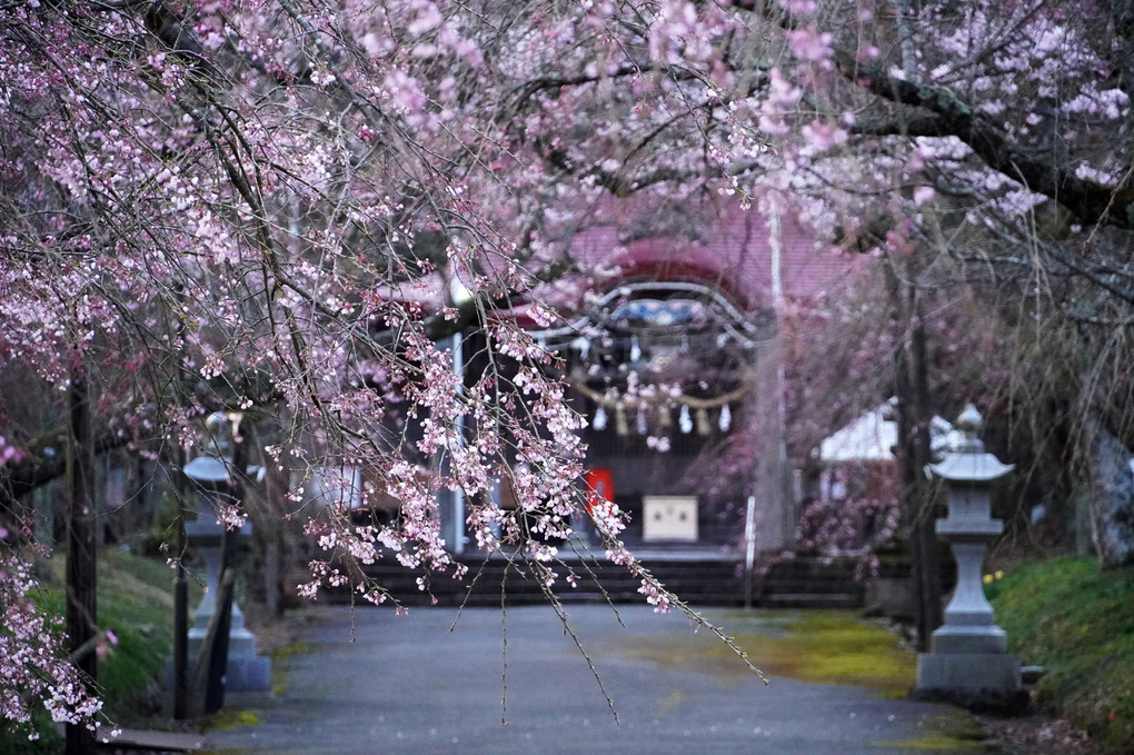 参道の桜2022