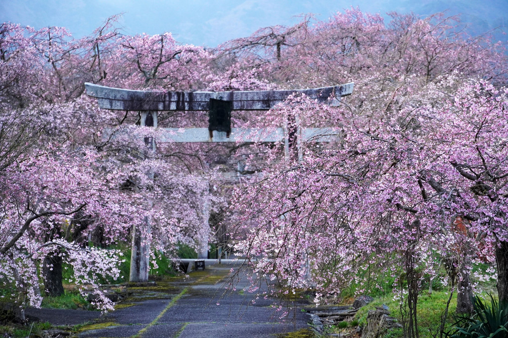 参道の桜2022