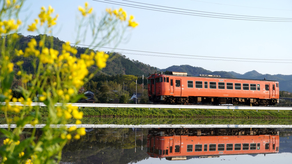 水田鏡の頃