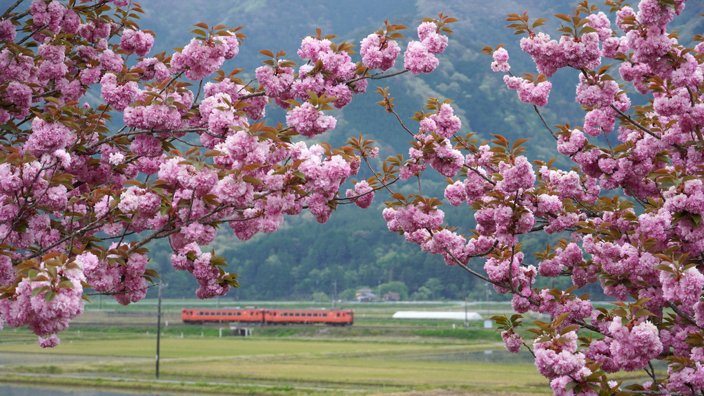 八重桜とタラコ