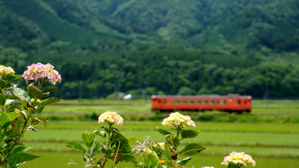 紫陽花の咲く頃