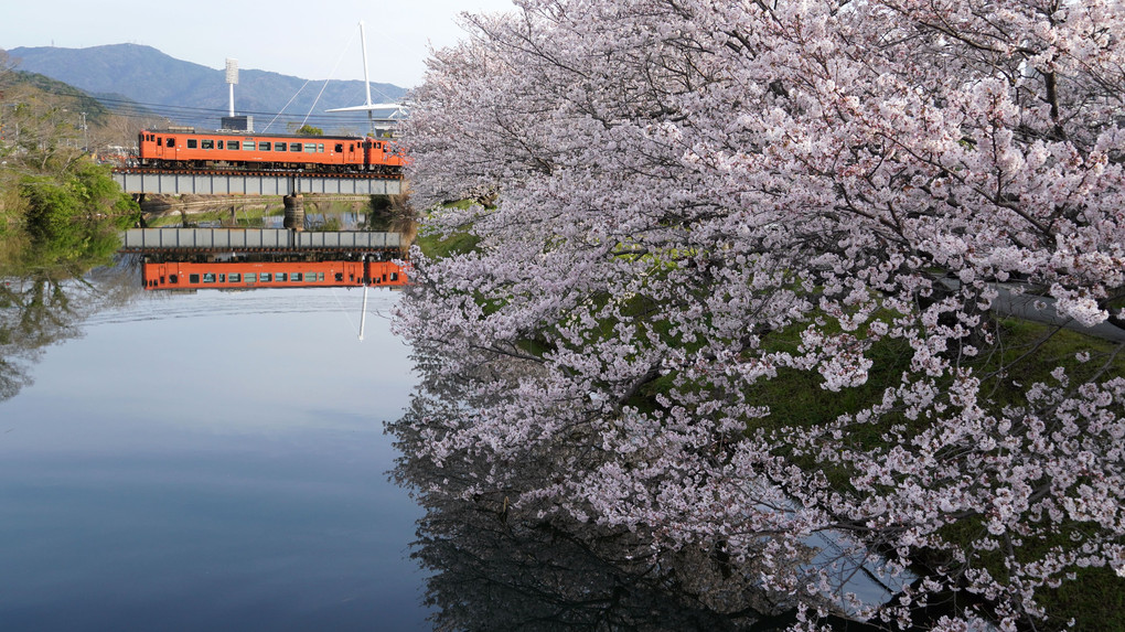 桜とタラコの水鏡