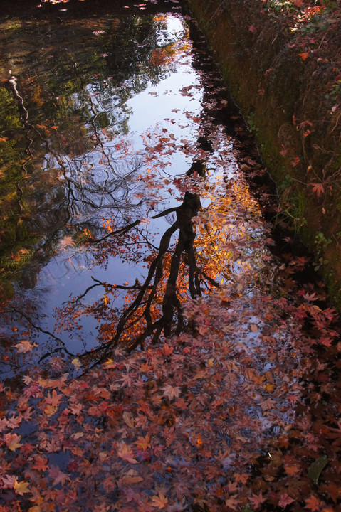 秋写す水源池