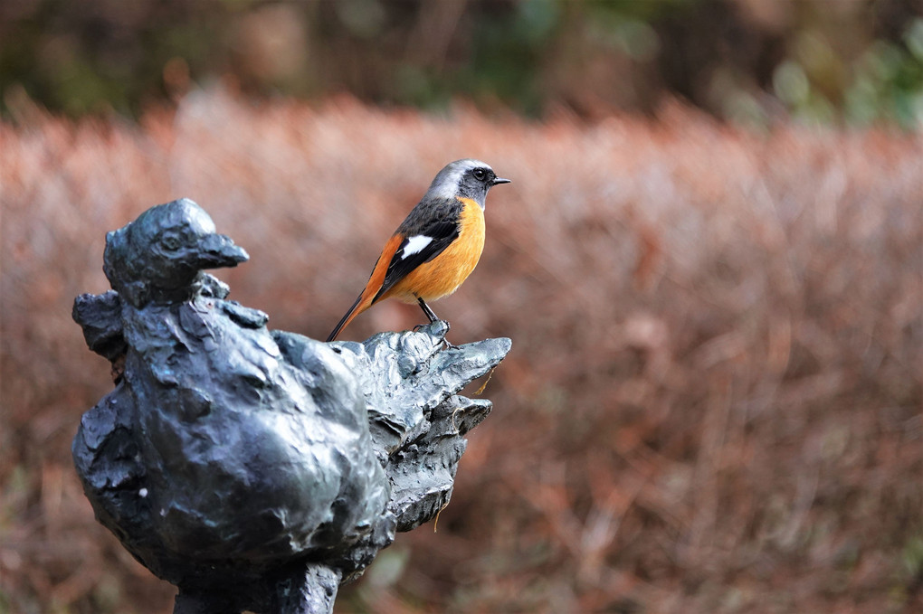 孔雀鳩のブロンズ像にとまり同じ方を見つめるジョウビタキ　♂