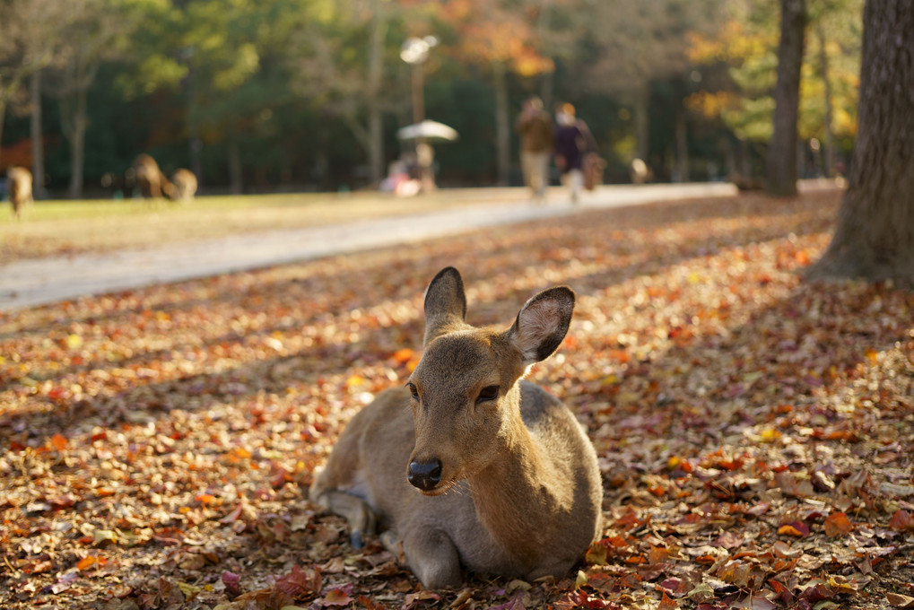 ひなたぼっこ