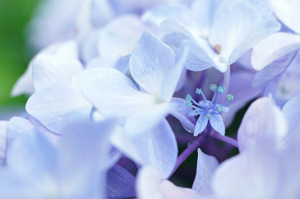 紫陽花の花