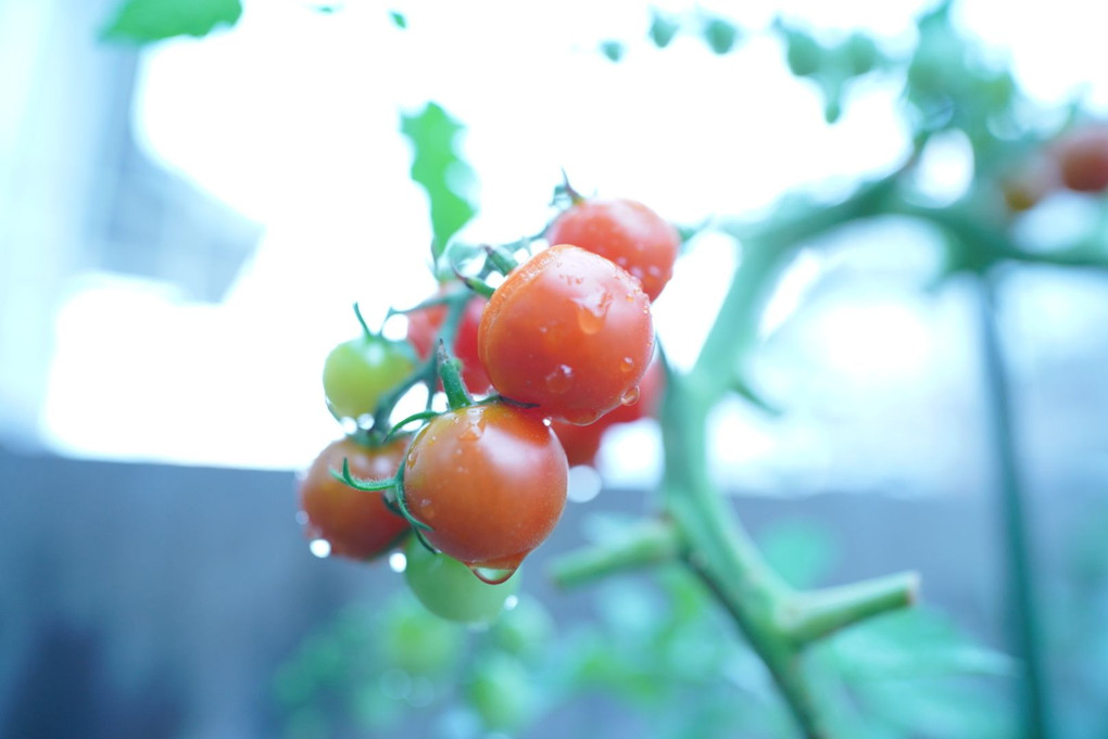 雨の日のトマト