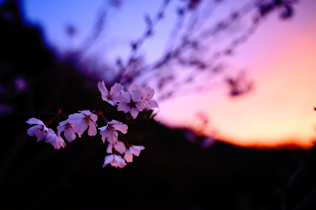 夕日に染まる桜。