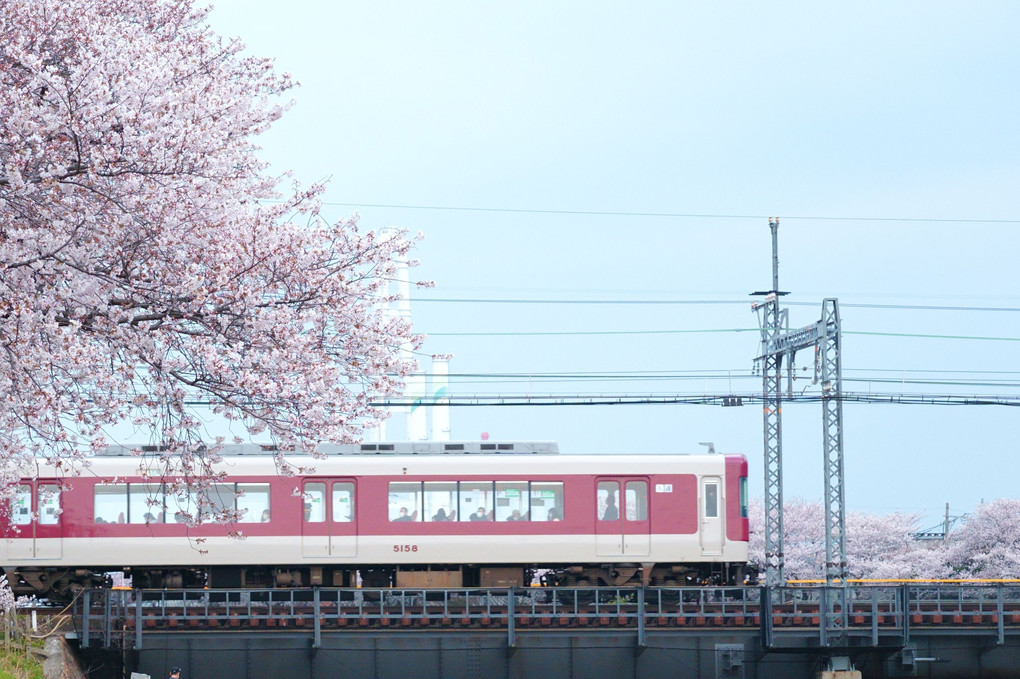 近鉄電車に桜