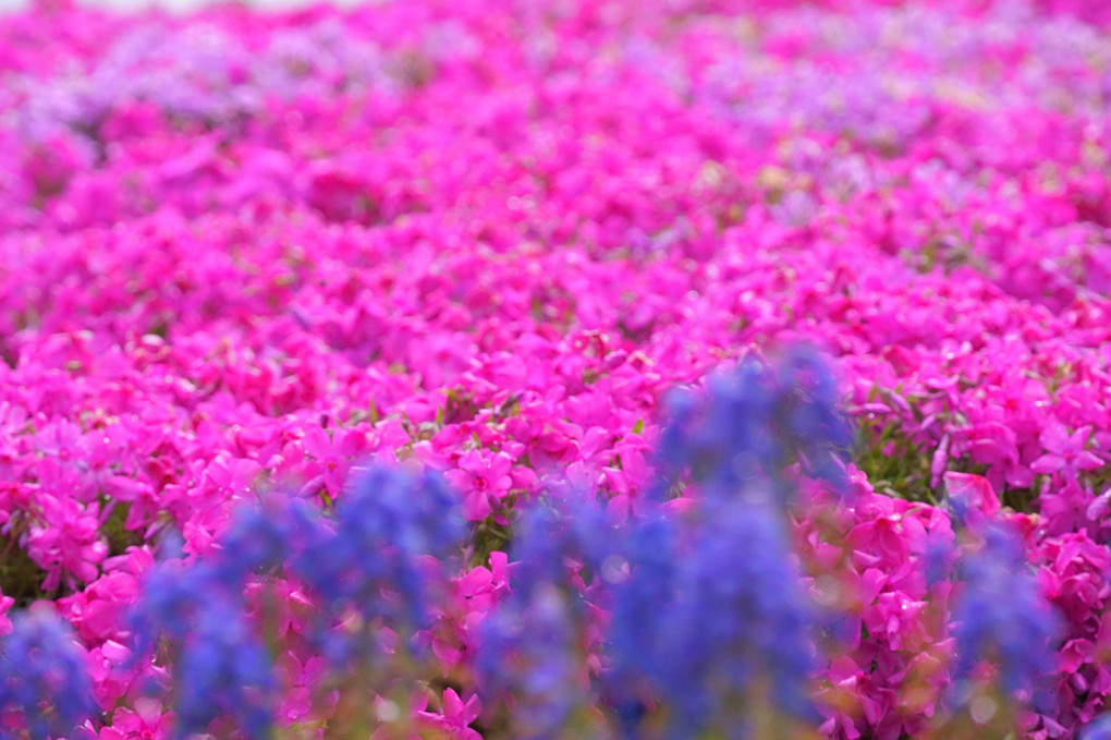 芝桜にだれ？