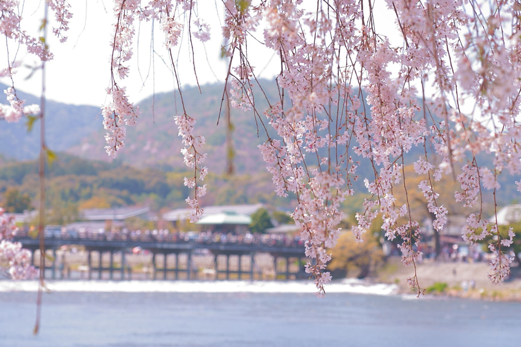 渡月橋に枝垂れ桜