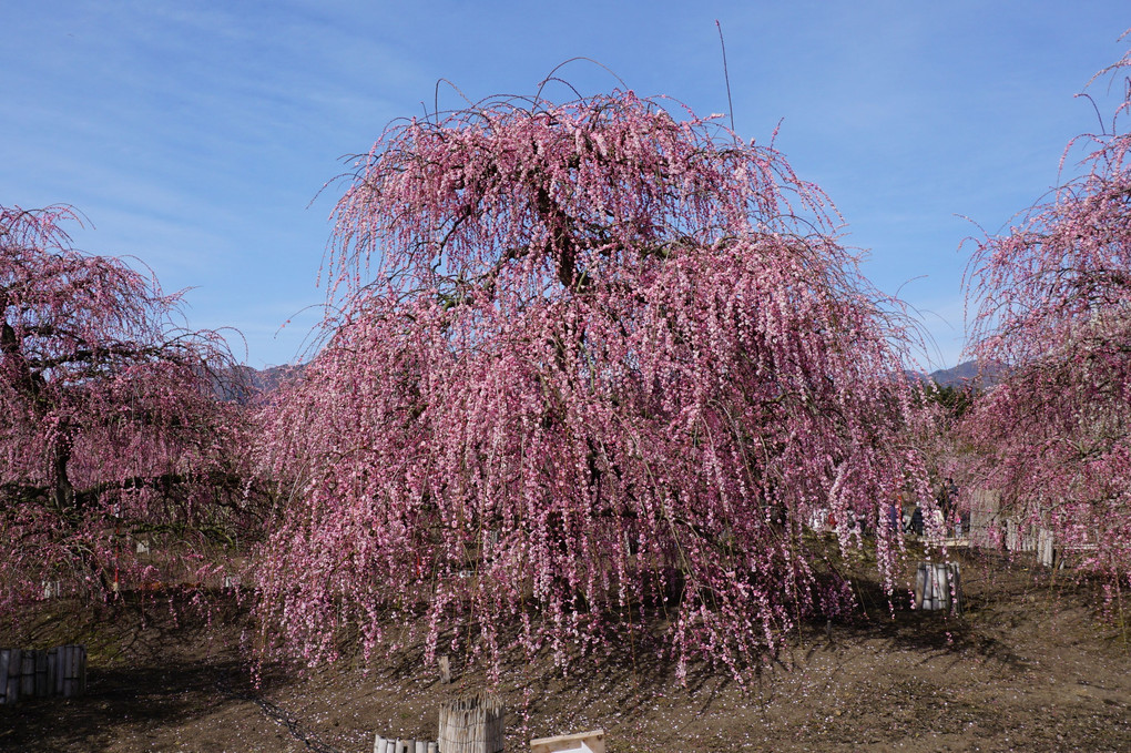 桜色の枝垂れ梅