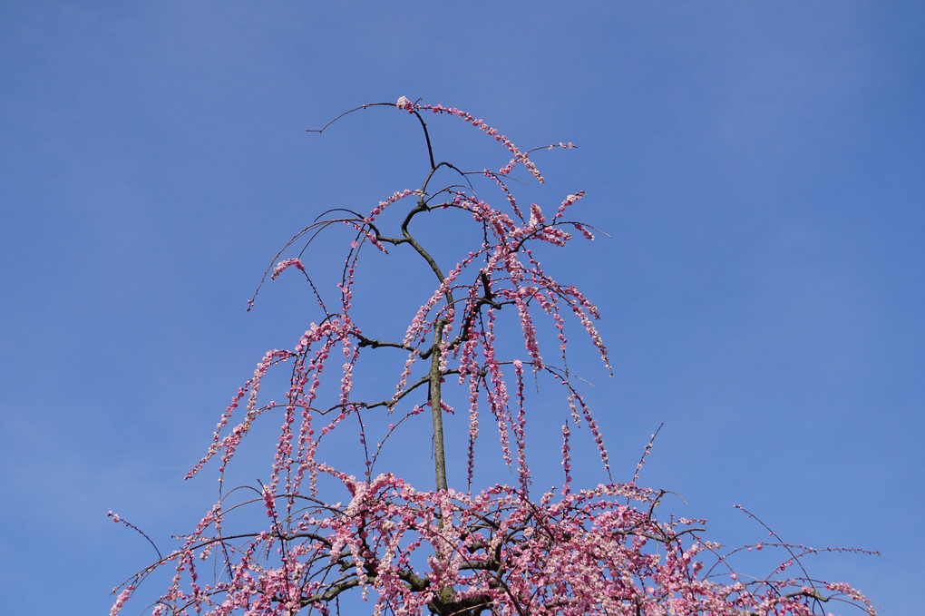 桜色の枝垂れ梅