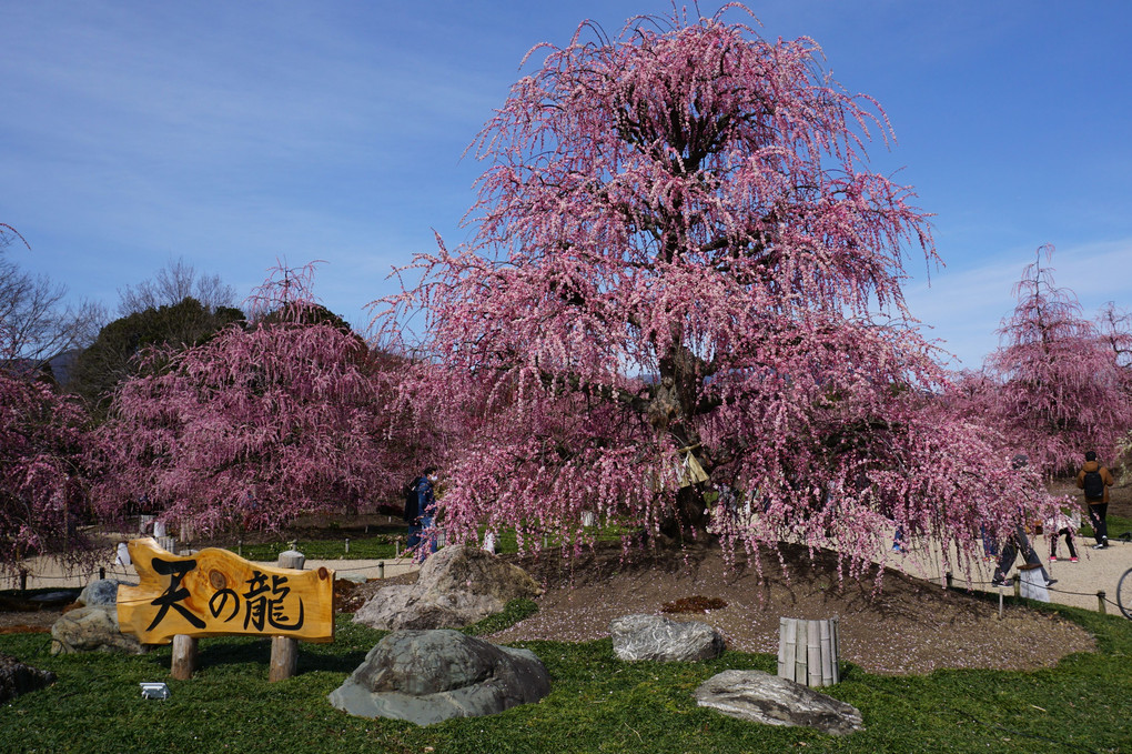 桜色の枝垂れ梅