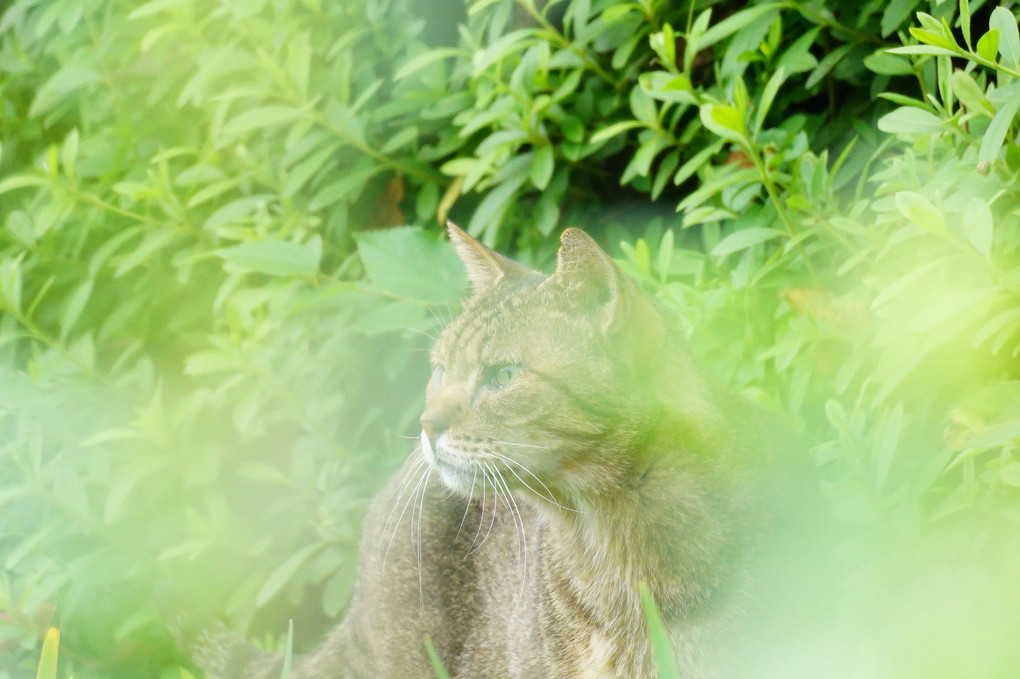 草中の猫