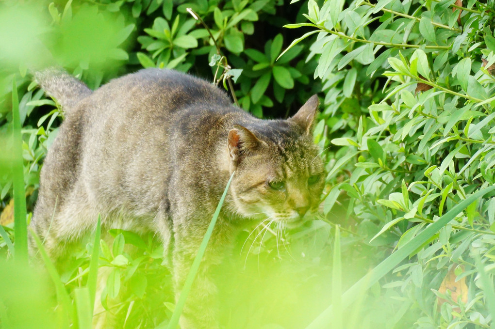 草中の猫