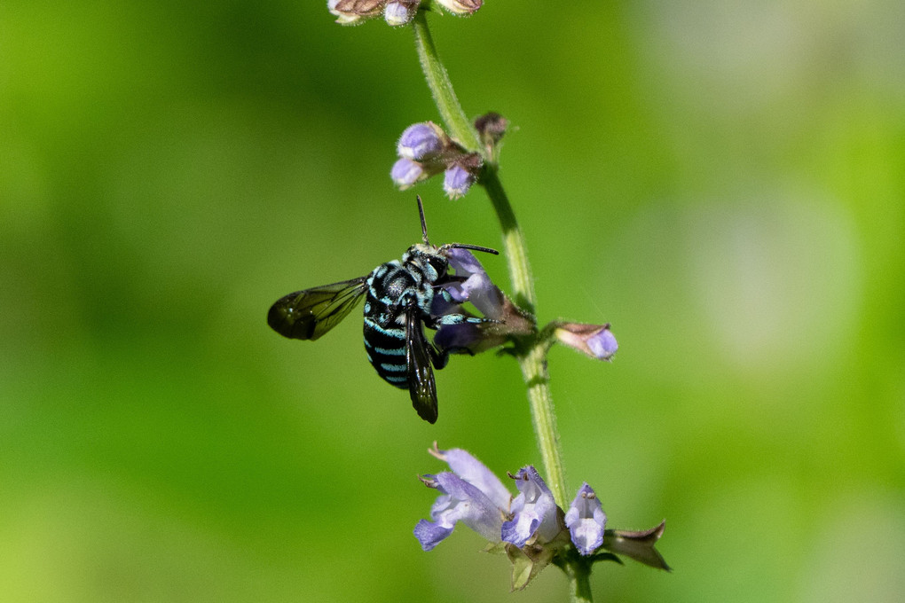 幸せを運ぶ青いハチ