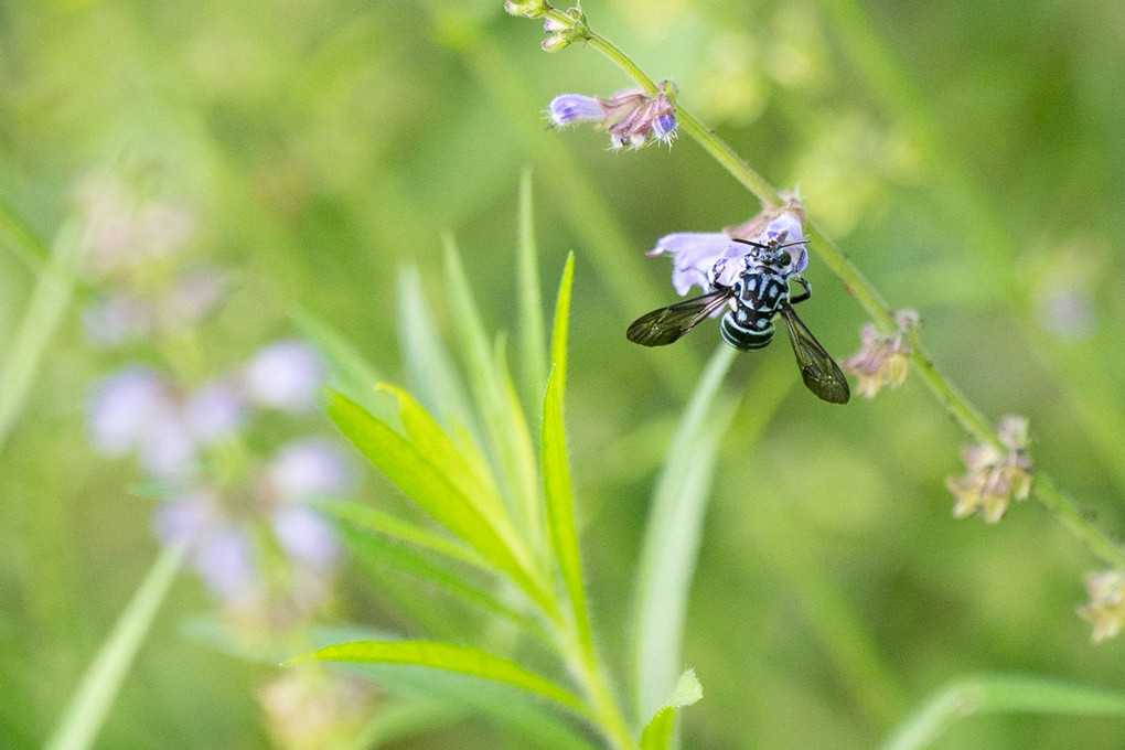 幸せを運ぶ青い蜂