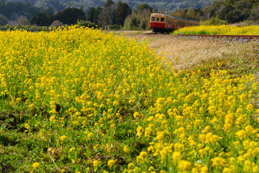 菜の花と小湊鉄道