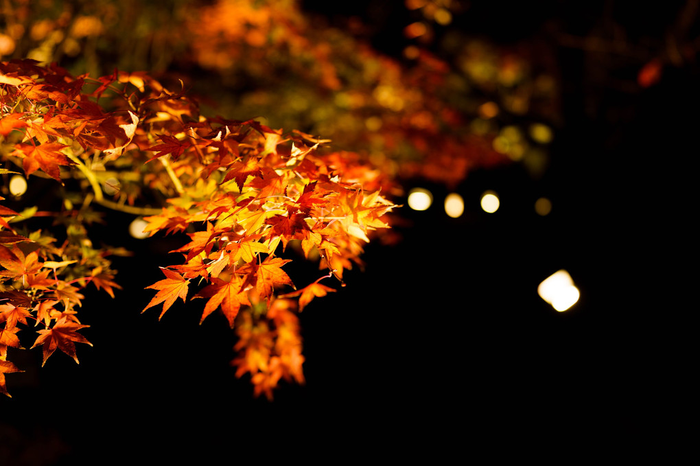 紅葉ライトアップ～京都～