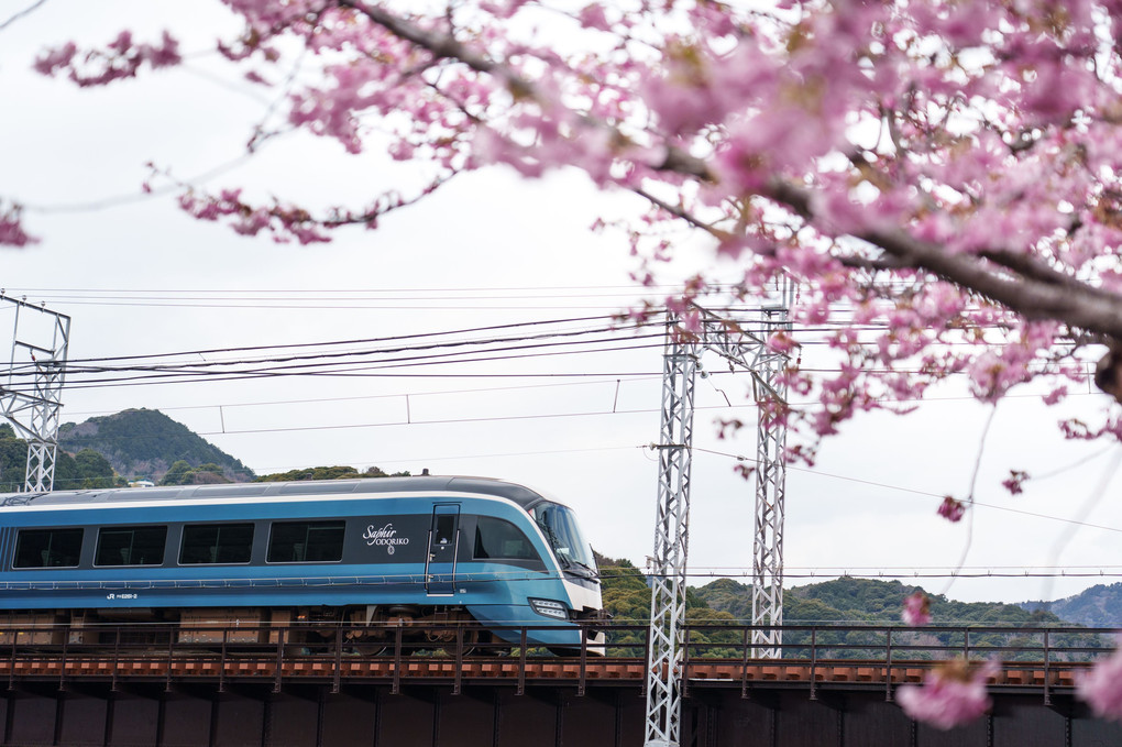 河津桜と伊豆の電車