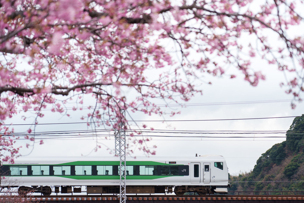 河津桜と伊豆の電車