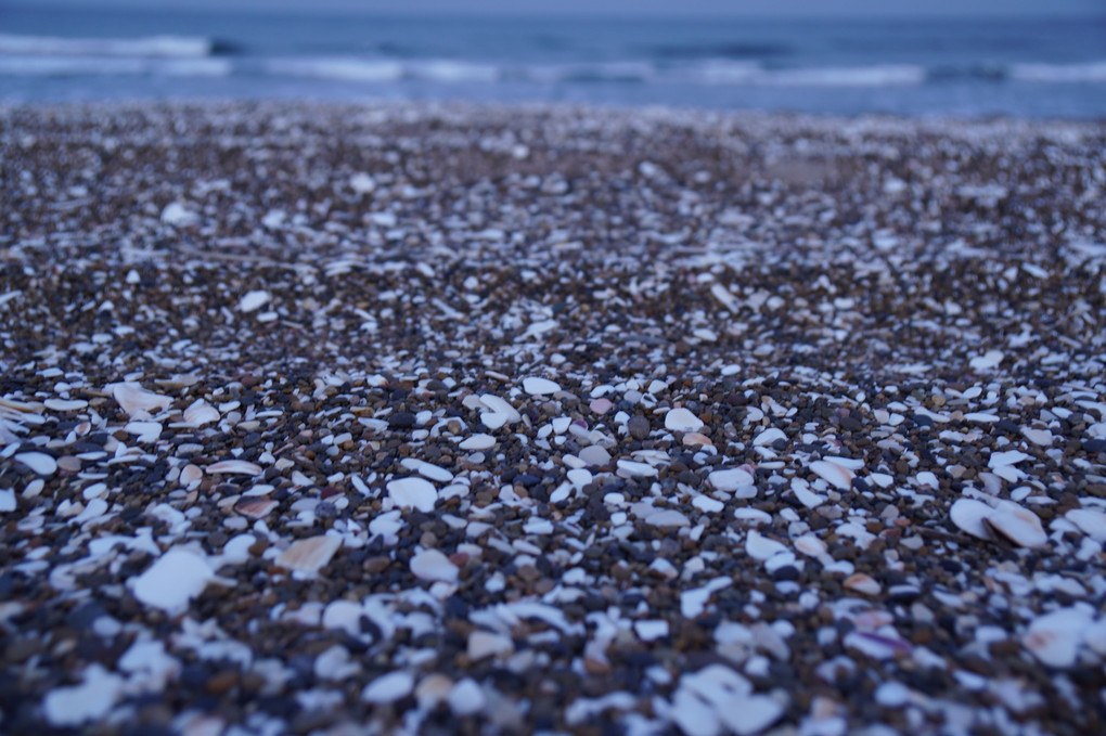 貝殻と礫