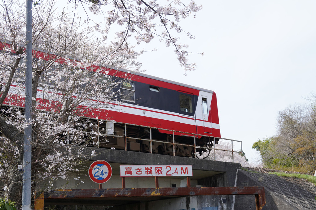 桜と鹿島臨海鉄道