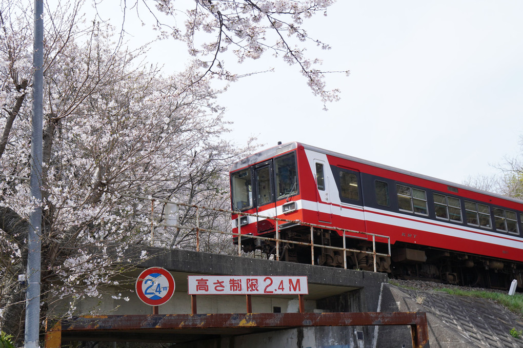 桜と鹿島臨海鉄道