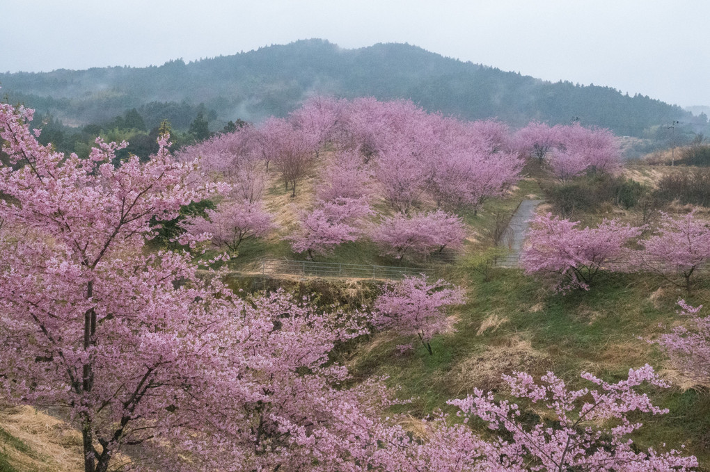 桜の山へ