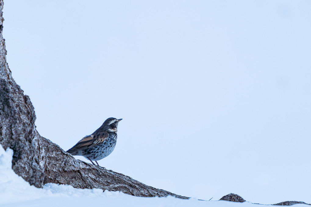 The thrush sings in winter