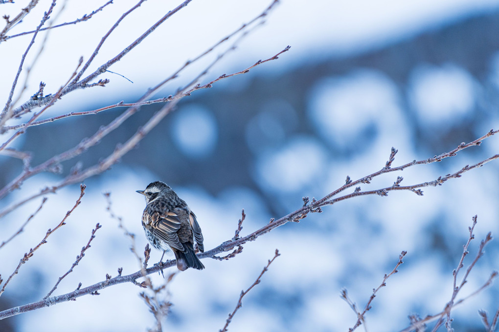 The thrush sings in winter #2