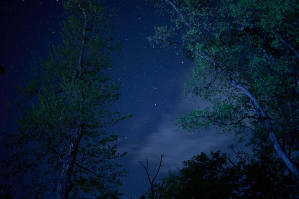 森の中の星空