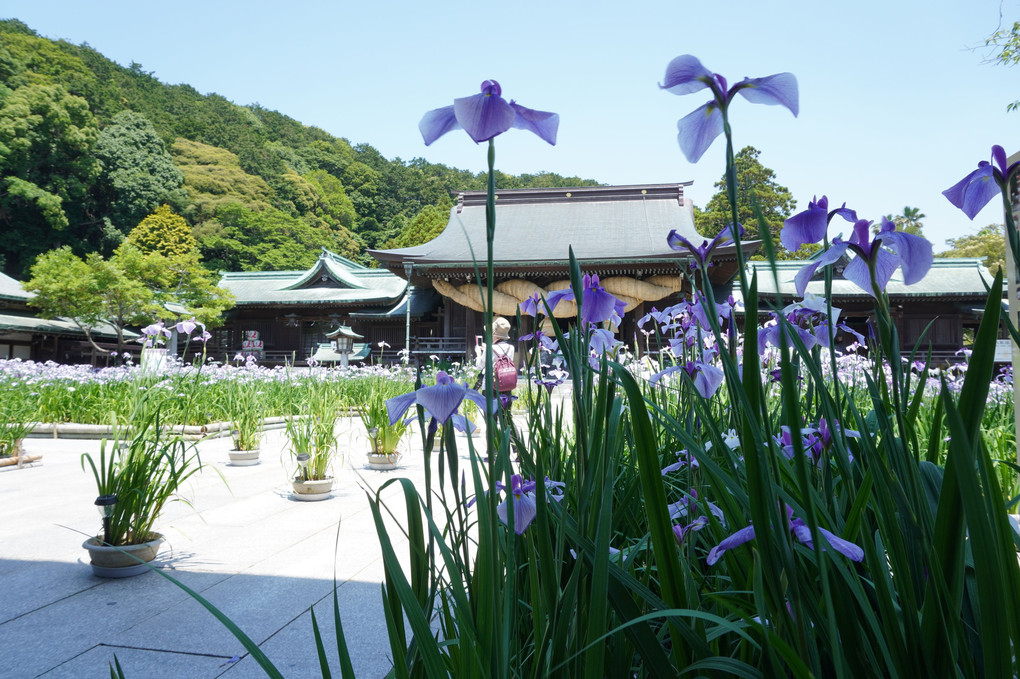 宮地嶽「菖蒲まつり」NO.2