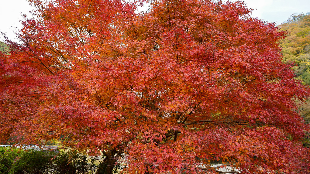 紅葉