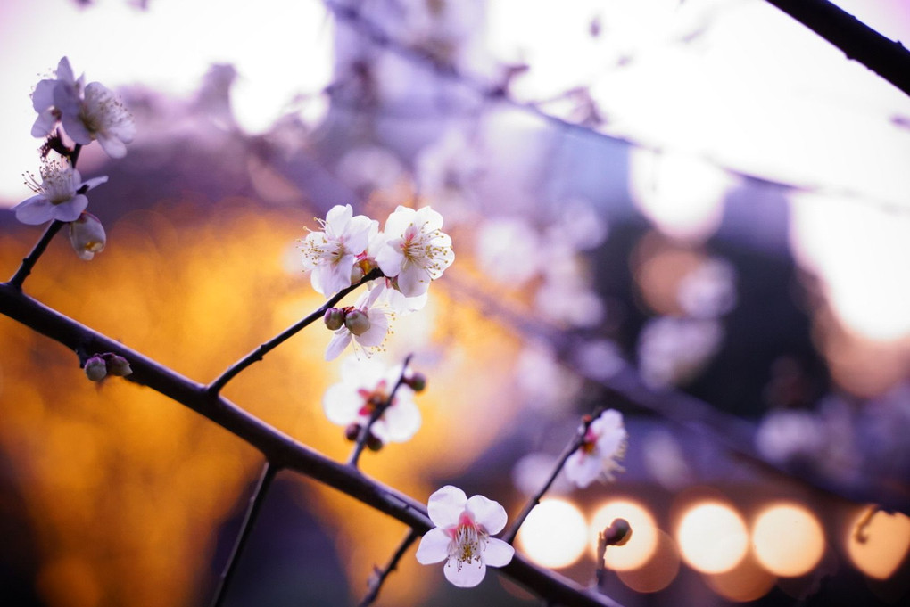 夕暮時の芝公園