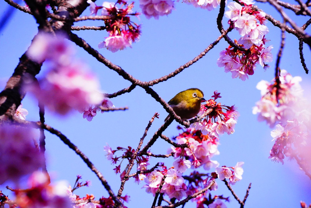 Spring is almost here♪