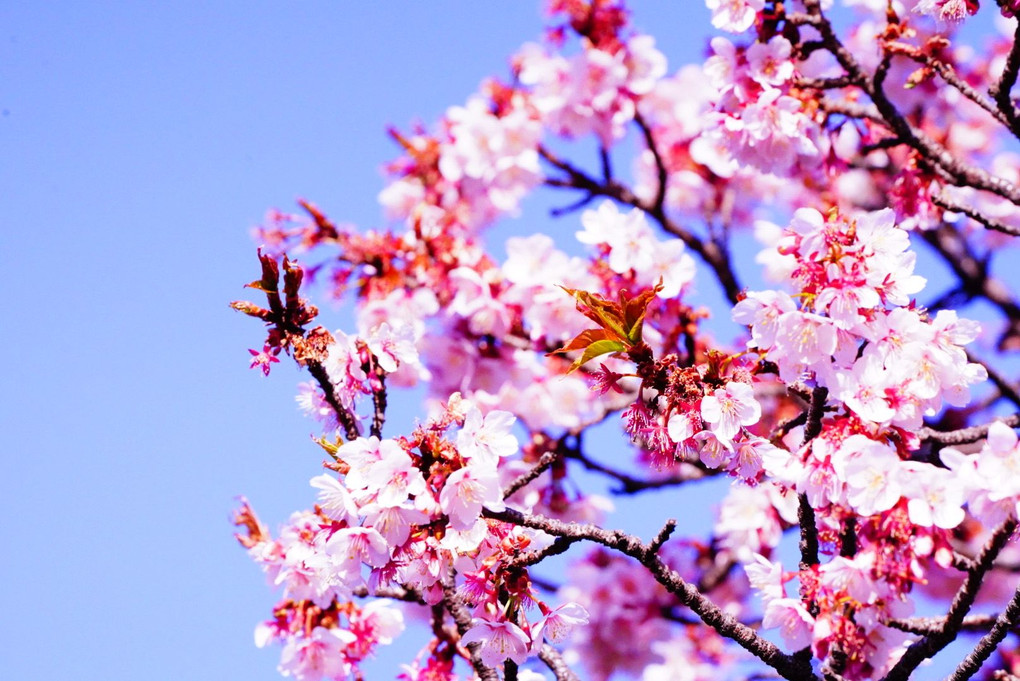 Spring is almost here♪