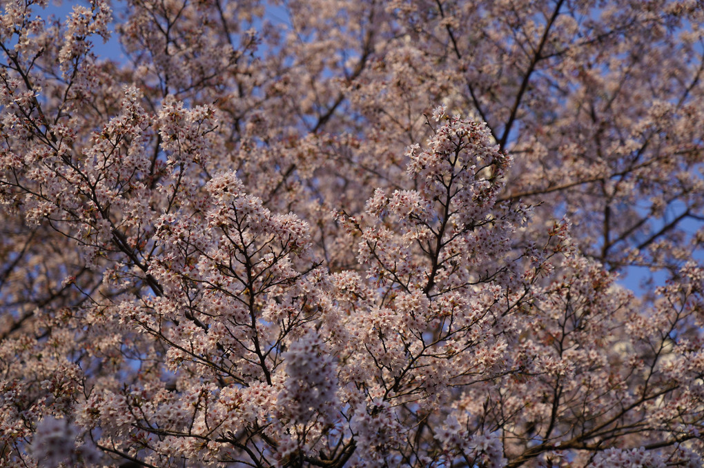 朝日に光る桜たちの最後のひと咲