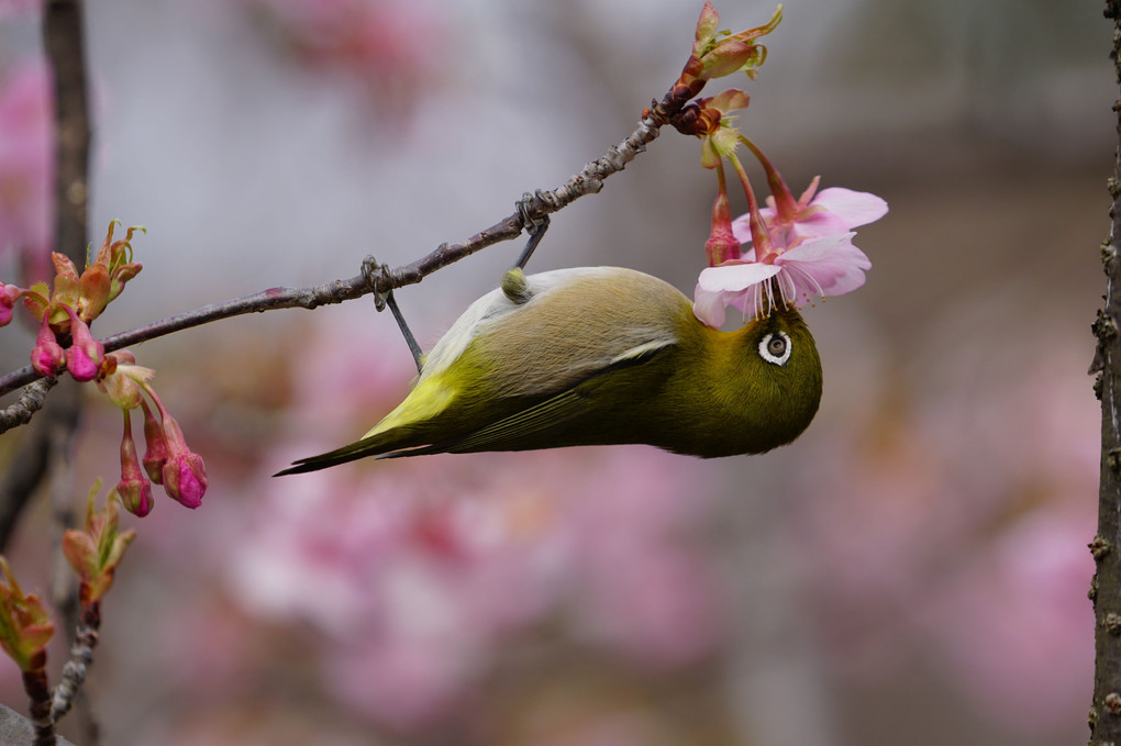 春を待つメジロと桜