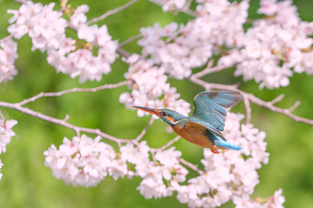 桜とカワセミ