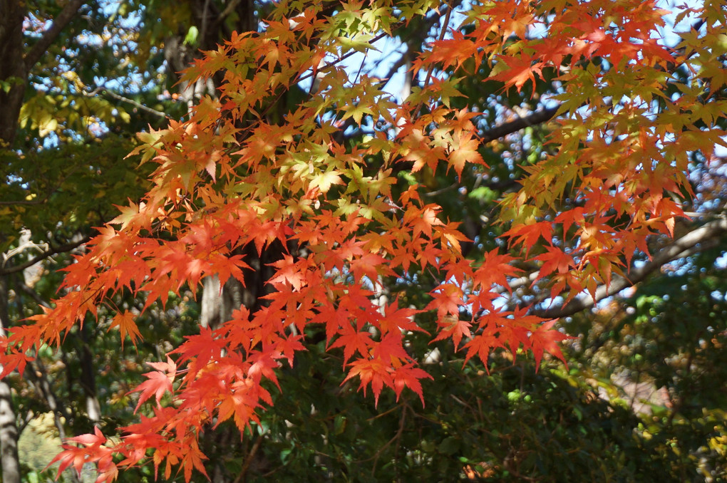 紅葉の彩り