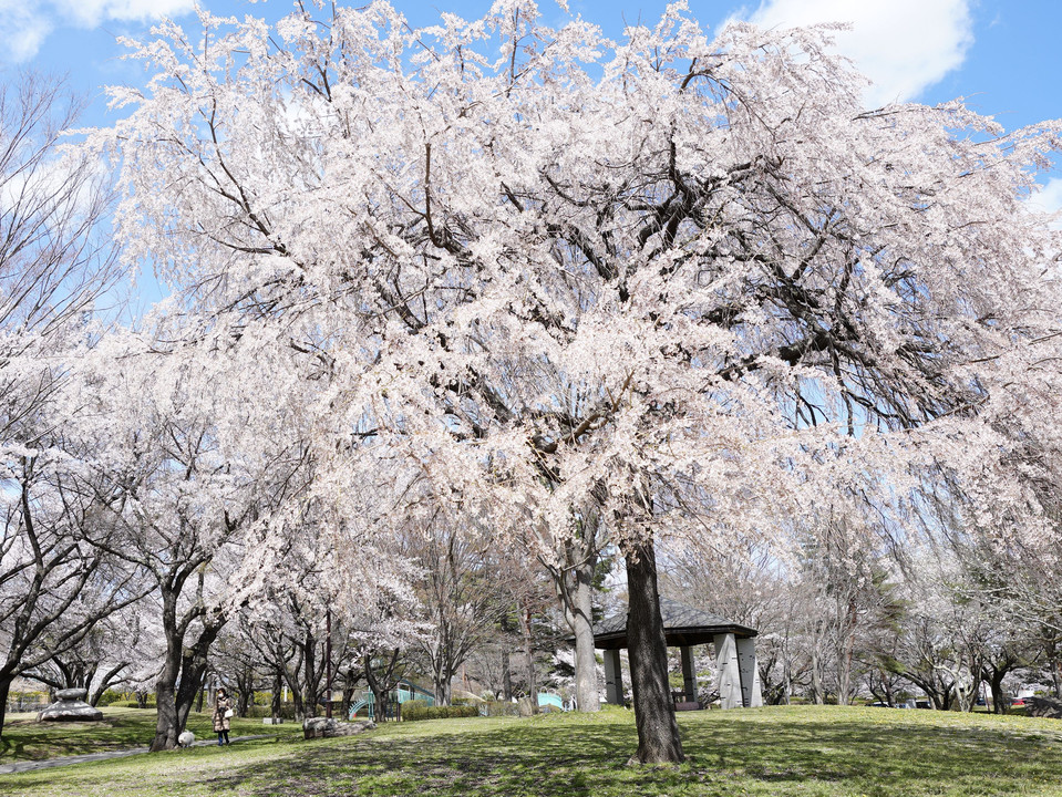 雪窓公園の桜